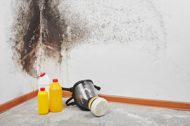 Best Professional Mold Removal  in Innotion, VA