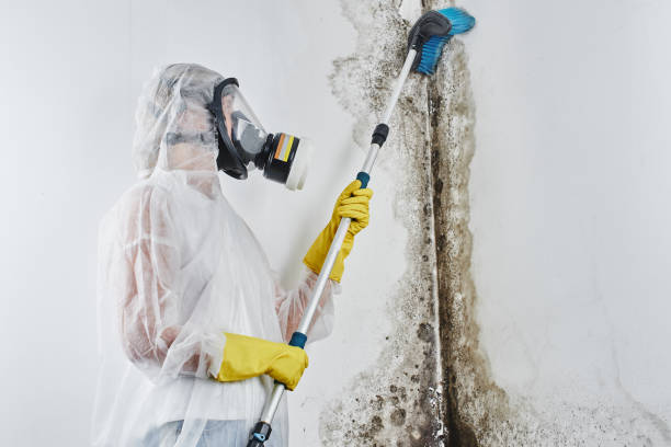 Best Toxic Mold Removal  in Innotion, VA