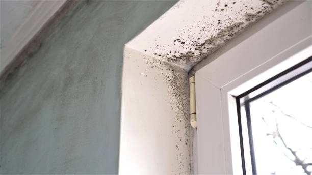 Best Mold Cleaning Services  in Innotion, VA