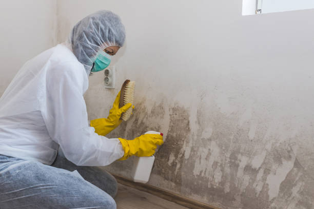 Best Mold Remediation  in Innotion, VA