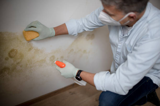 Best Certified Mold Removal  in Innotion, VA