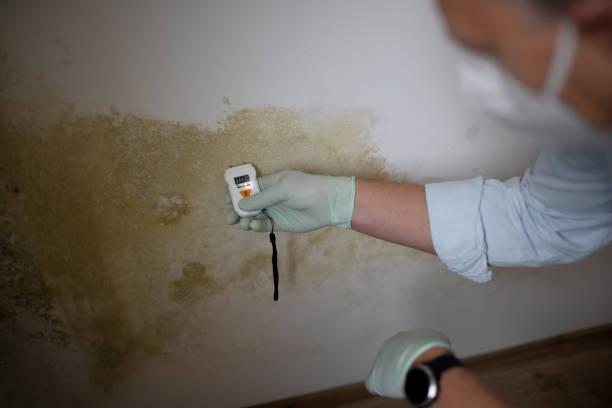Best Commercial Mold Removal  in Innotion, VA