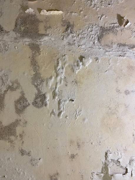 Best Best Mold Removal Companies  in Innotion, VA