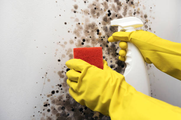 Best Crawl Space Mold Removal  in Innotion, VA