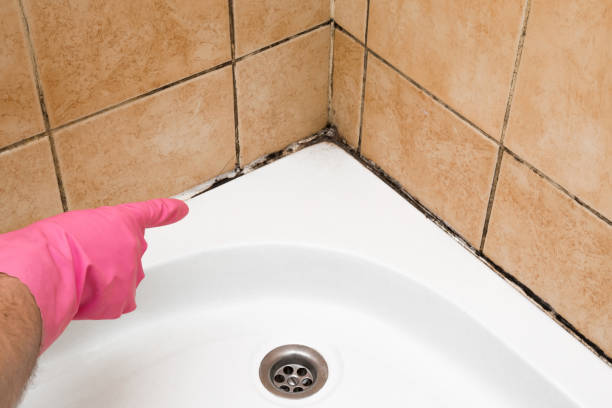 Trusted Innovation, VA Mold Removal Experts